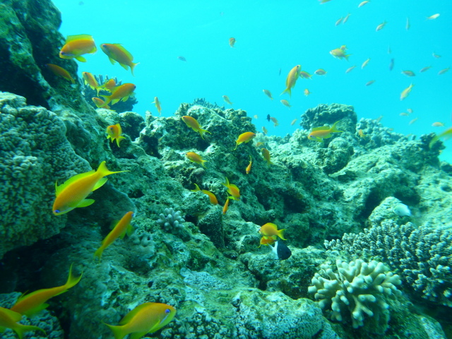 Scuba Diving on the Red Sea