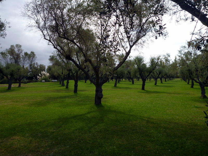 Trapiche Olive Orchard
