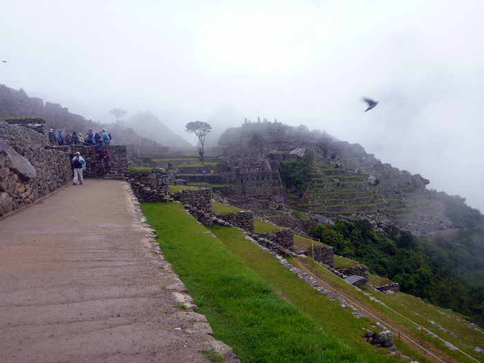 Machu Picchu Terrace