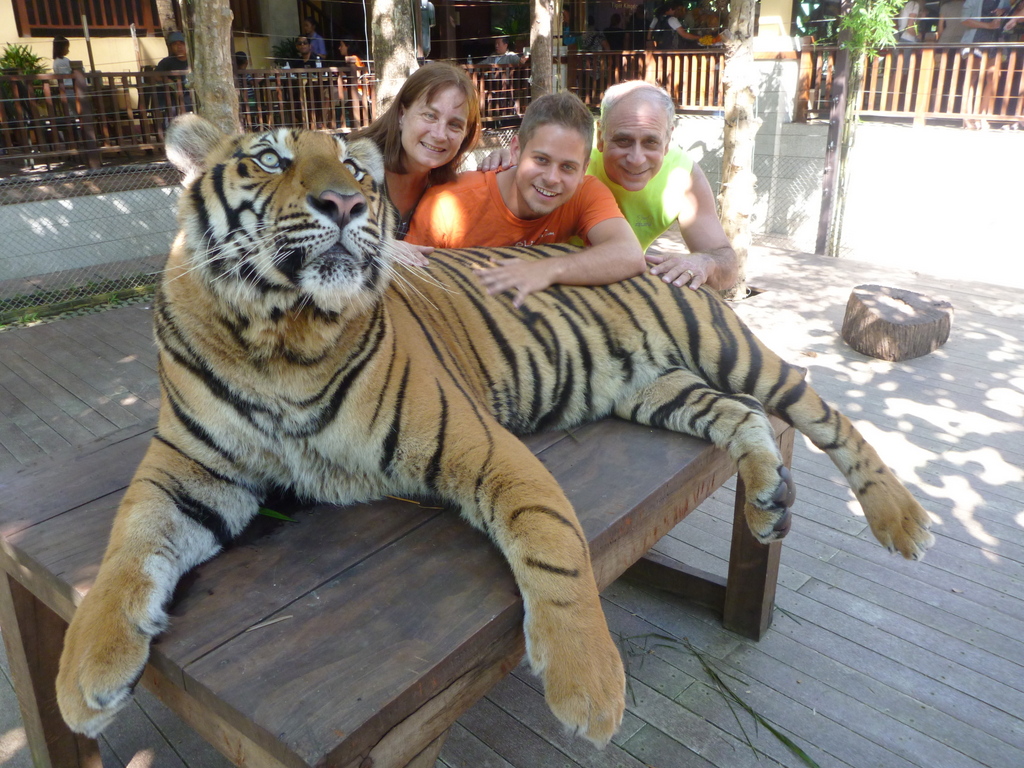 Tiger Family Photo